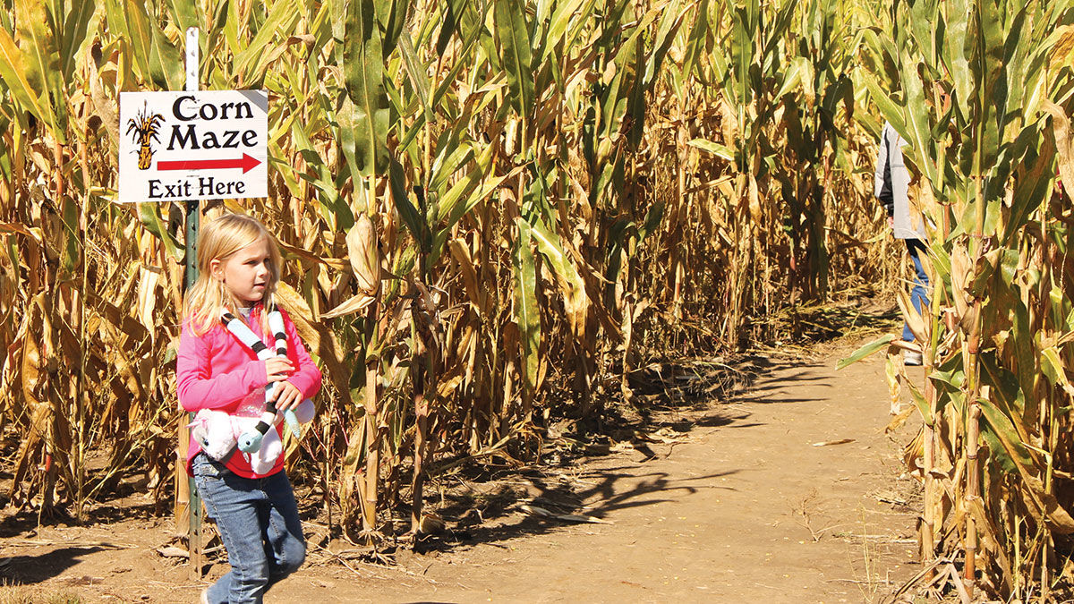 corn maze